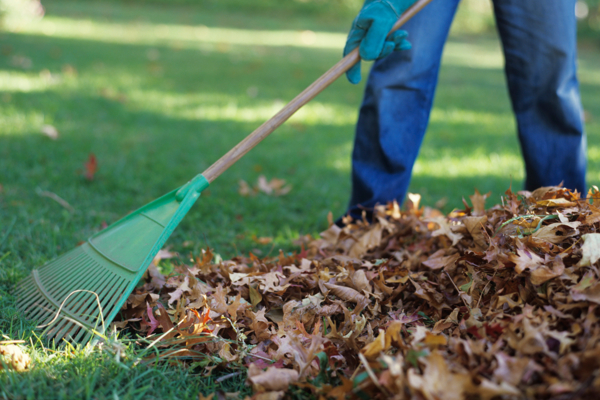 Mantenimiento del Jardín Servicio